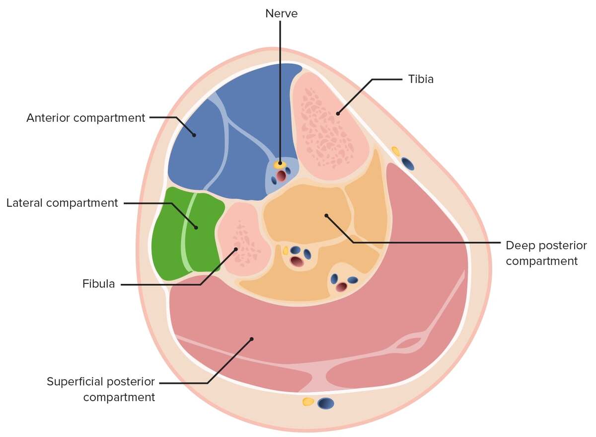 Leg muscles: Anatomy and function of the leg compartments
